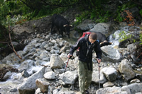 Bovine / cow herd river crossing